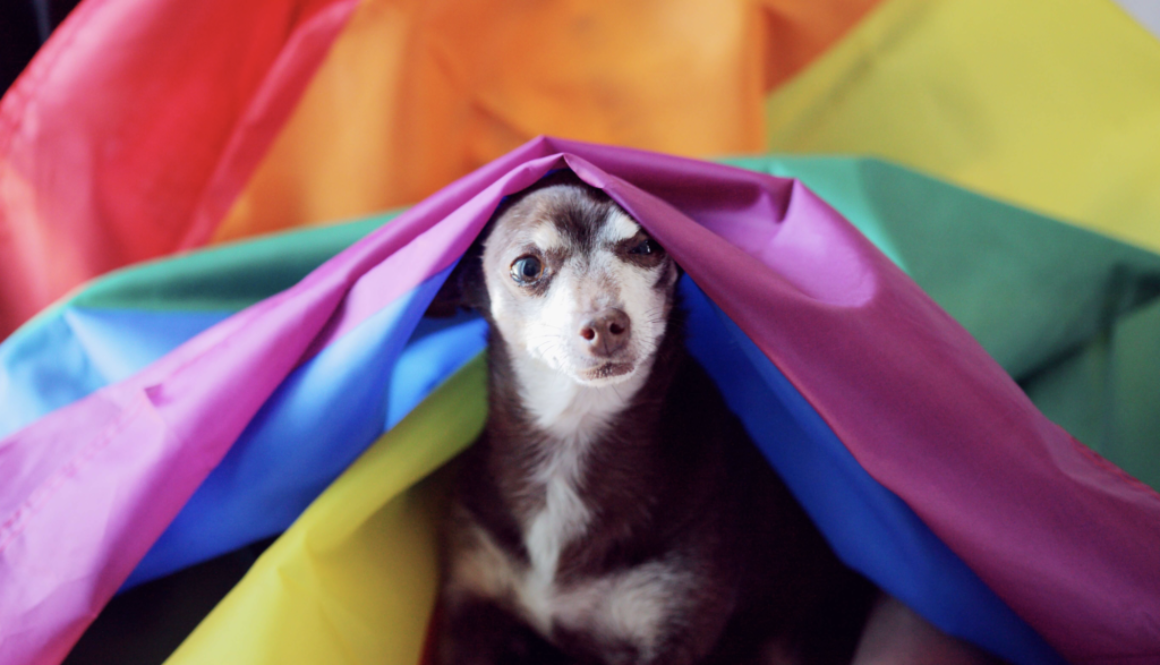 homosexualitet djur_