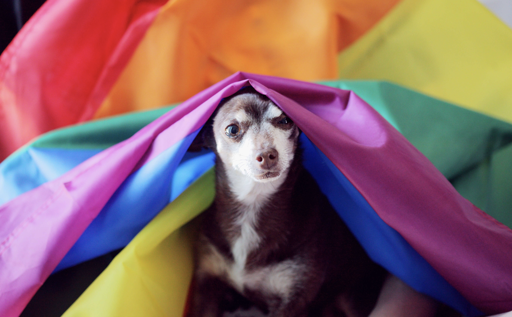 homosexualitet djur_